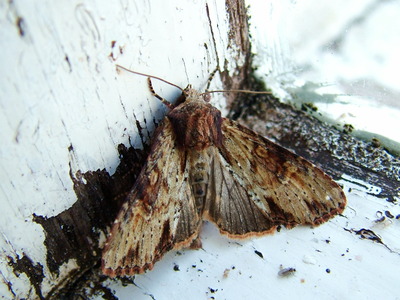 Clouded-bordered Brindle